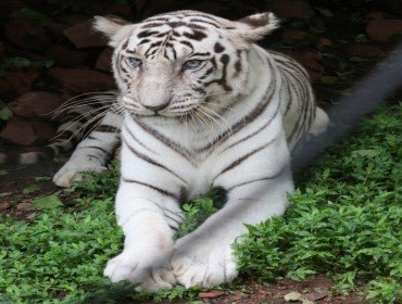 recent-project-img-1