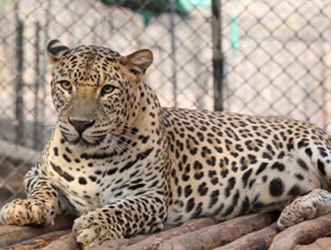 recent-project-img-2